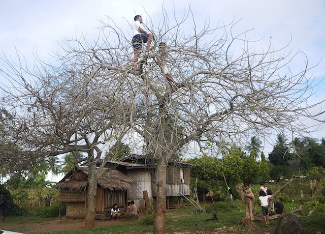 VILLAGE CURIOSITY.  Two residents of Sitio Pagangon, Barangay Gasi in Laguindingan town, Misamis Oriental climb a tree on Dec. 13, 2014 to get a better view of the police and military manhunt against suspects in the December 11 ambush- slay attempt on Iligan’s lone representative to Congress, Vicente Belmonte, Jr.  MindaNews photo by Froilan Gallardo 