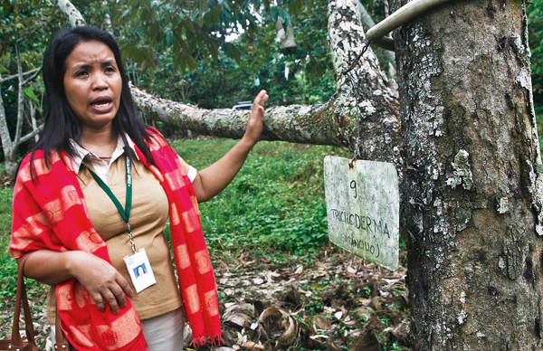 Jaenna Masing, field technician of the Davao City Agriculture Office tells how a durian tree can be infected with borer (the black spots on the trunk) at the Cespedes Farm in Tugbok District, Davao City on Tuesday, October 4, 2011. The borer is associated with Phytophthora, a fungus that slowly kills durian trees. MindaNews Photo by Ruby Thursday More 
