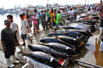 Tuna fish are lined up for weighing before they are sold to buyers at the Fish Port Complex in Barangay Tambler, General Santos City last Nov. 21, 2011. MindaNews photo by Erwin Mascarinas