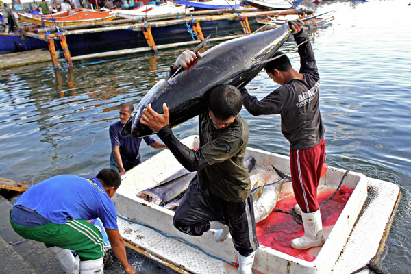 Workers haul tuna from a fishing boat at the Fish Port Complex in Barangay Tambler, General Santos City last Nov. 21, 2011. MindaNews photo by Erwin Mascarinas