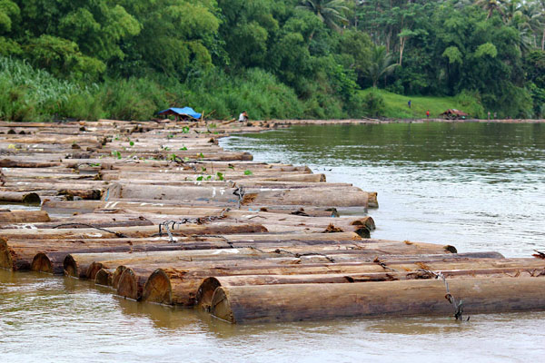 HOT LOGS. Police and local government operatives confiscated more than 2,000 pieces of illegally cut Lawaan logs floating in the Agusan River in Barangay San Mateo, Butuan City last Sunday. The logs are reportedly worth P2.4 million. MindaNews photo by Erwin Mascarinas