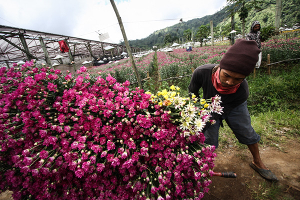 Workers harvest chrysanthemums at Puentespina's flower farm in Barangay Cadalian, Baguio District, Davao City on Monday, October 29, 2012. The flowers will be shipped to Metro Manila and to different cities and provinces in Mindanao in time for the All Souls Day.Mindanews Photo by Ruby Thursday More