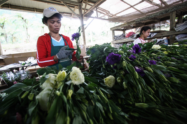 Workers prepare lisianthus flowers for packaging at Puentespina's flower farm in Barangay Carmen, Baguio District, Davao City on Monday,October 29, 2012. The flowers will be shipped to Metro Manila and to different cities and provinces in Mindanao in time for the All Souls Day. Mindanews Photo by Ruby Thursday More