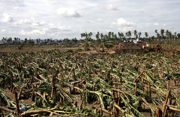 Strong winds brought by Typhoon Pablo on Tuesday (4 Dec 2012) destroyed hundreds of hectares of banana plantations in Compostela town, Compostela Valley province. Mindanews Photo by Ruby Thursday More