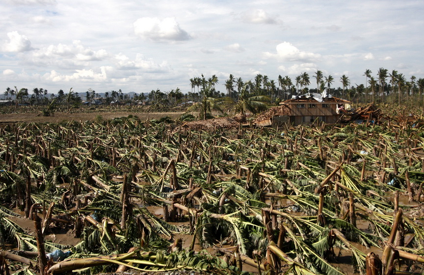 Strong winds brought by Typhoon Pablo on Tuesday destroy hundreds of hectares of banana plantations in Compostela town, Compostela Valley Province. Mindanews Photo by Ruby Thursday More