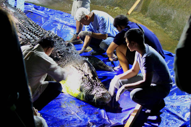 LOLONG'S DEMISE. Experts from Protected Areas and Wildlife Bureau, Palawan Wildlife and Rescue Center, and Davao Crocodile Park perform a necropsy on the belly of Lolong at the Bunawan Eco-Park in Agusan del Sur early dawn Tuesday (12 January 2013). Their initial findings were inconclusive, and the experts said they have to conduct more laboratory tests and results may come in two weeks. MindaNews photo by Roel Catoto