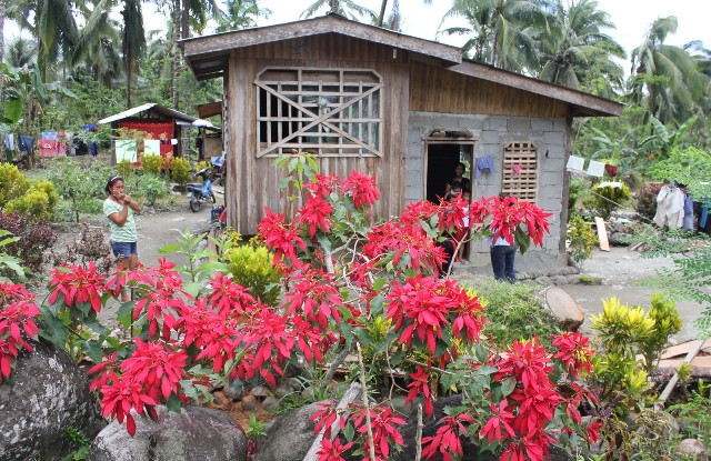 Poinsettias are a common sight during Christmas season but in Barangay Andap in New Bataan, Compostela Valley, they are a welcome sight at summer. Baranga Andap was the hardest hit village when super typhoon Pablo struck last December 4. MindaNews photo by Toto Lozano
