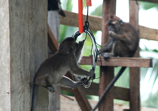 Monkeys play in houses in Barangay New Israel in Makilala, North Cotabato on June 30, 2013. The monkeys in the place have co-existed with humans since the 1940s. MindaNews photo by Ruby Thursday More