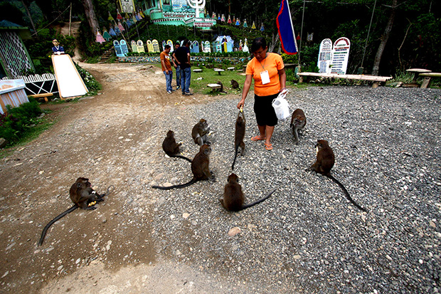 Monkeys feast on bananas given by visitors in Barangay New Israel in Makilala, North Cotabato on June 30, 2013. The monkeys in the place have co-existed with humans since the 1940s. MindaNews photo by Ruby Thursday More