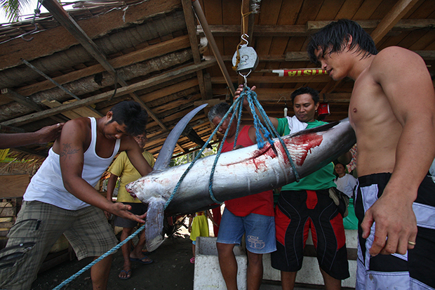 Fish dealers in Barangay New Argao, Malita town, Davao del Sur, weigh a malasugue or blue marlin on Monday, October 28. Locally known as marang, the fish weighs 63 kilograms and will be sold in General Santos City. MindaNews Photo by Ruby Thursday More