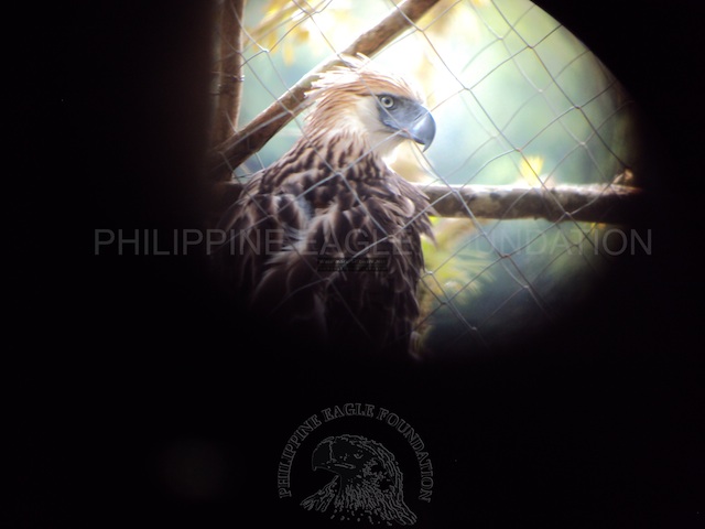 Minalwang before it flew out of the cage on August 15, 2013. The bird was found dead on October 11. Photo courtesy of the Philippine Eagle Foundation