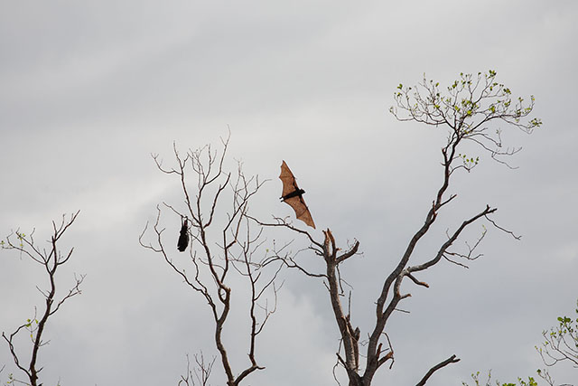 A startled "flying fox" soars as another one sleeps on a mangrove tree devastated by Typhoon Yolanda in what used to be a bat sanctuary in Tabuk Island off Palompon, Leyte in this photo taken Friday, 29 Nov 2013. Over a hundred thousand bats used to roost in Tabuk Island, but most of them flew elsewhere. MindaNews photo by Bobby Timonera