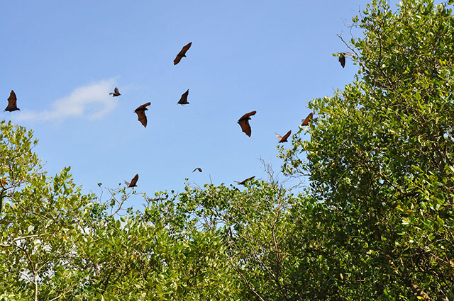 Giant bats fly over lush mangrove trees in Tabuk Island off Palompon, Leyte in this photo taken March 2012.  Over a hundred thousand bats used to roost in Tabuk Island, but most of them flew elsewhere when Typhoon Yolanda hit the island. Photo courtesy of Raoul Bacalla / MENRO-Palompon