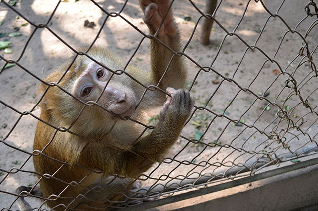 A pig-tailed macaque tries to grab something from a visitor of Lao zoo in Vientiane. MindaNews photo by Lorie Ann Cascaro