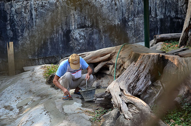 A Lao worker inside a wide cage in Lao zoo does renovations to provide a more livable habitat for the sun bears. MindaNews photo by Lorie Ann Cascaro