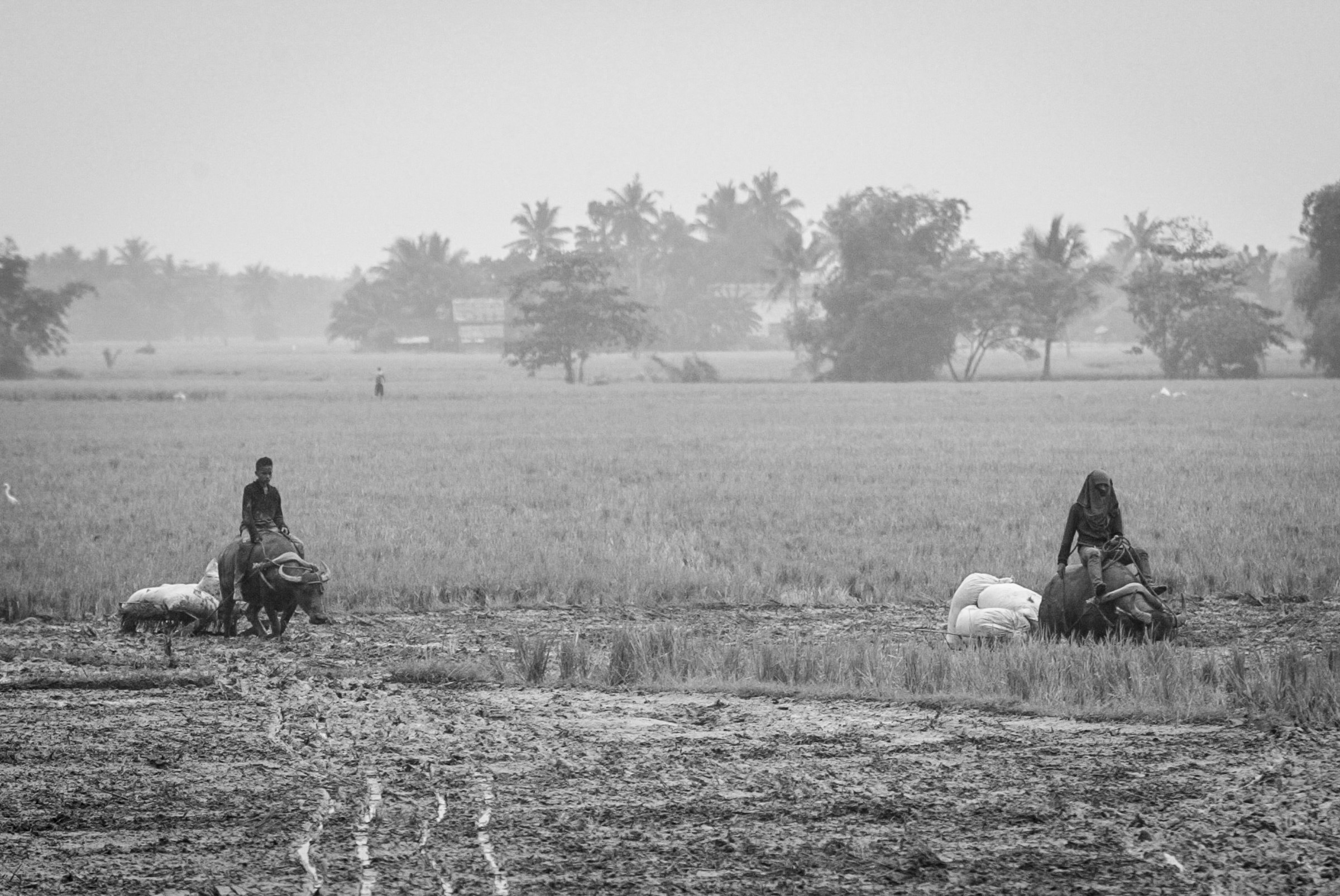 Farmers haul newly harvested rice amid the haze in Labangan, Zamboanga del Sur October 23