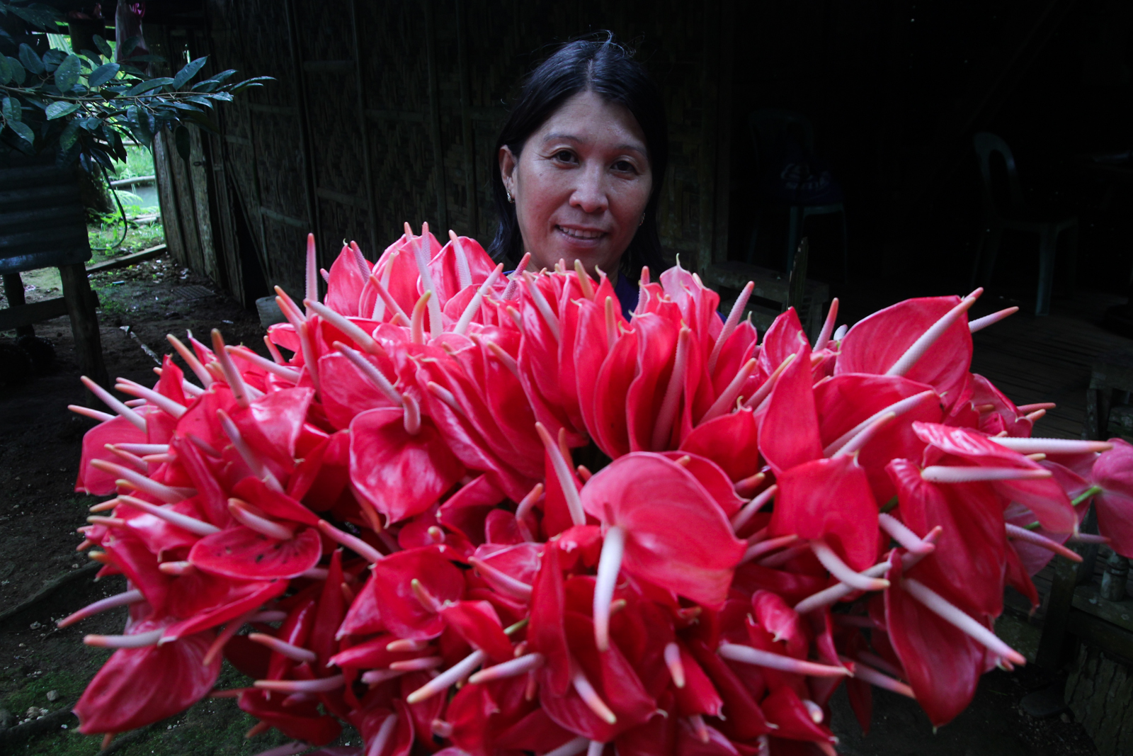 GOOD HARVEST. Evelyn Lim shows her harvest of anthurium flowers which is being sold for 40 pesos per dozen at a buying station in Barangay Batasan, Makilala, North Cotabato in this photo taken on October 28, 2015.