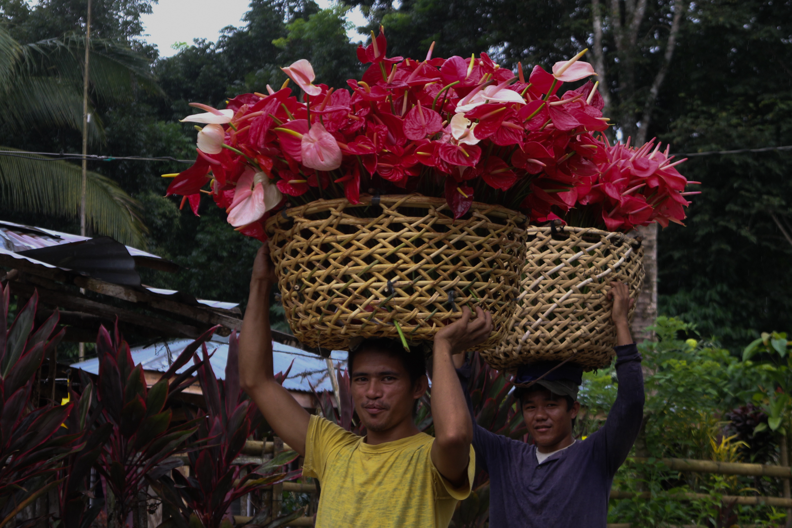 BASKETS IN BLOOM. Farmers deliver a basket full of anthuriums to a buying station in Purok 3, Barangay Batasan, Makilala, North Cotabato province.