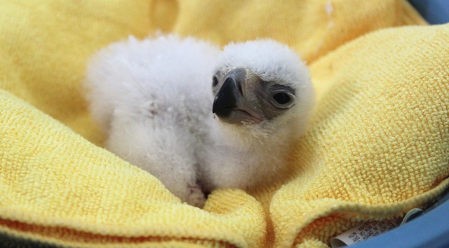 Chick # 26 at 2 days old. The still unnamed Philippine Eagle hatched on December 7, 2015 at the Phlilippine Eagle Center in Malagos, Calinan, Davao City. Photo courtesy of the Phlippine Eagle Foundation 