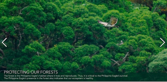 Photo from the website of the Philippine Eagle Foundation.