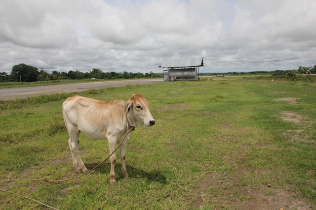A cow grazes not far from the runway of the Central Mindanao Airport in Barangay Tawan-tawan, Mlang, North Cotabato in this file photo taken on August 3, 2015. MindaNews photo by Totoo Lozano