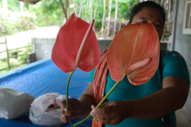 Marilyn Catamora shows the effects of drought to the anthuriums at her buying station in Barangay Batasan, Makilala, North Cotabato on February 16, 2016. Anthurium growers suffer a big decline on their harvest of flowers due to drought. MindaNews photo by Toto Lozano